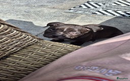 Amerikaanse Bully honden te koop: Pocket bully black - Afbeelding 9