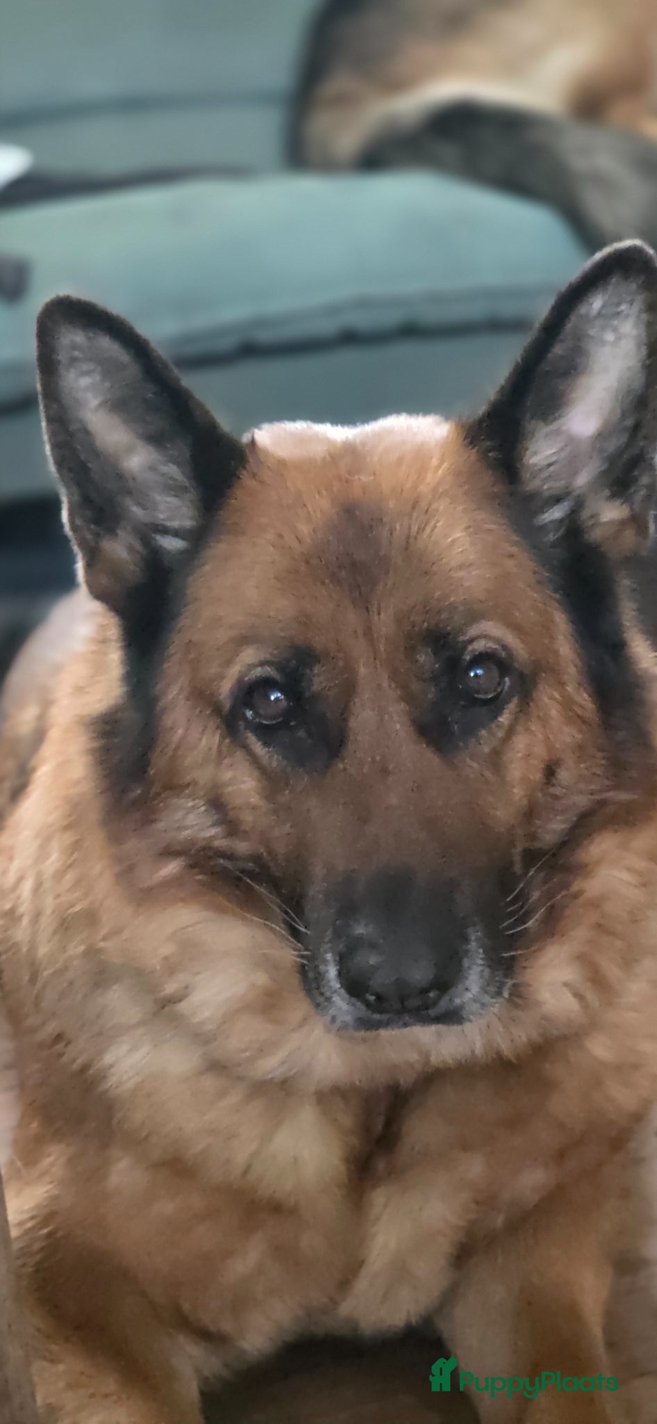 Duitse Herder honden Mooie donkere pups - Advertentie 1