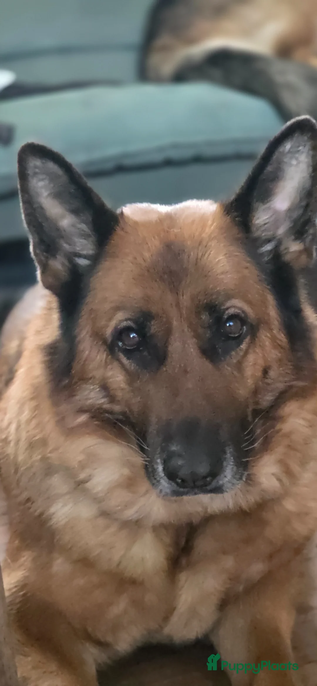 Duitse Herder honden te koop: Mooie donkere pups - Advertentie 1