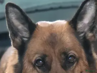 Duitse Herder honden Mooie donkere pups - Advertentie 1