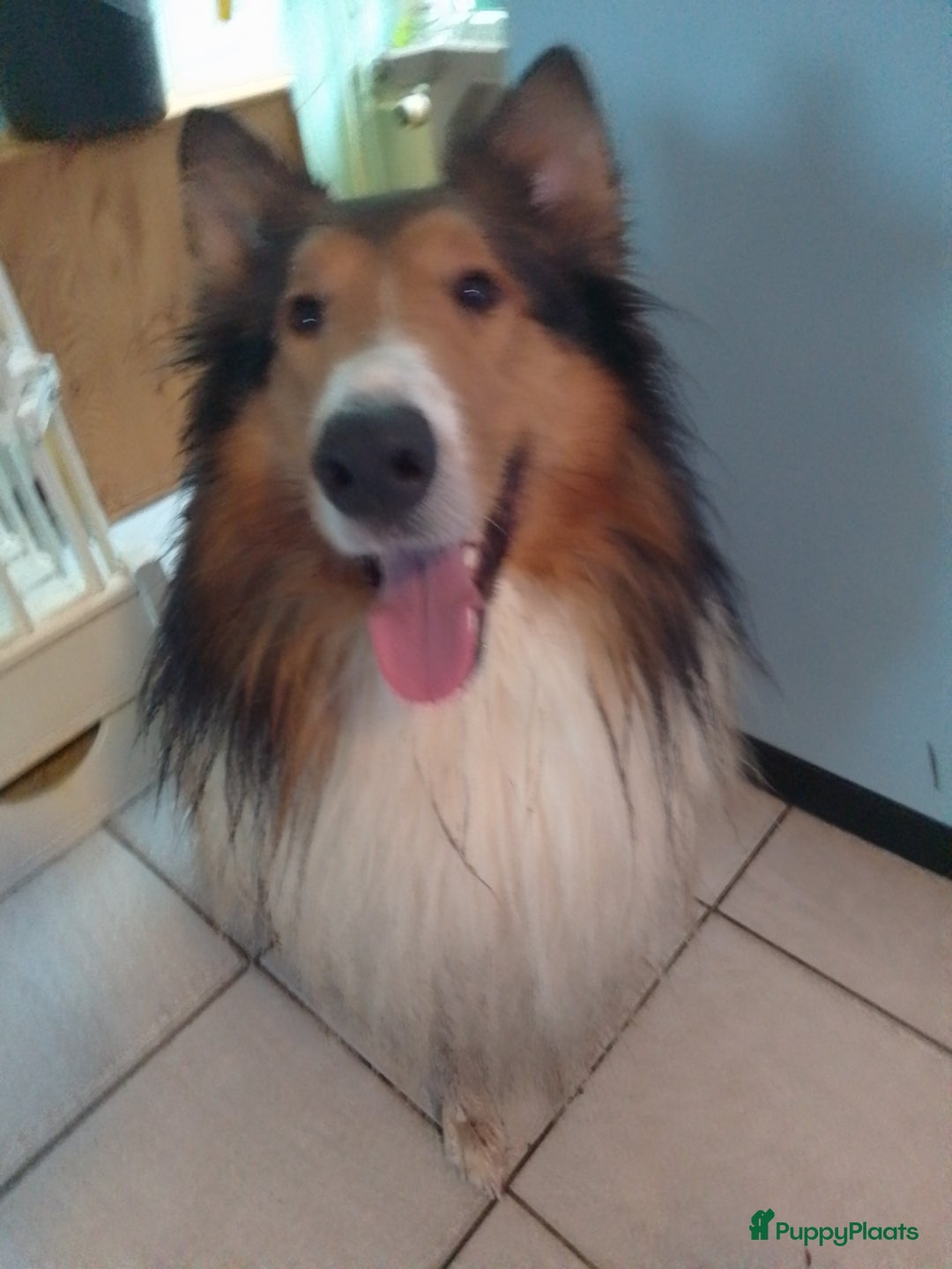 Schotse Herdershond langhaar honden ter dekking: DEKREU SCHOTSE COLLIE in Helmond - Advertentie 2