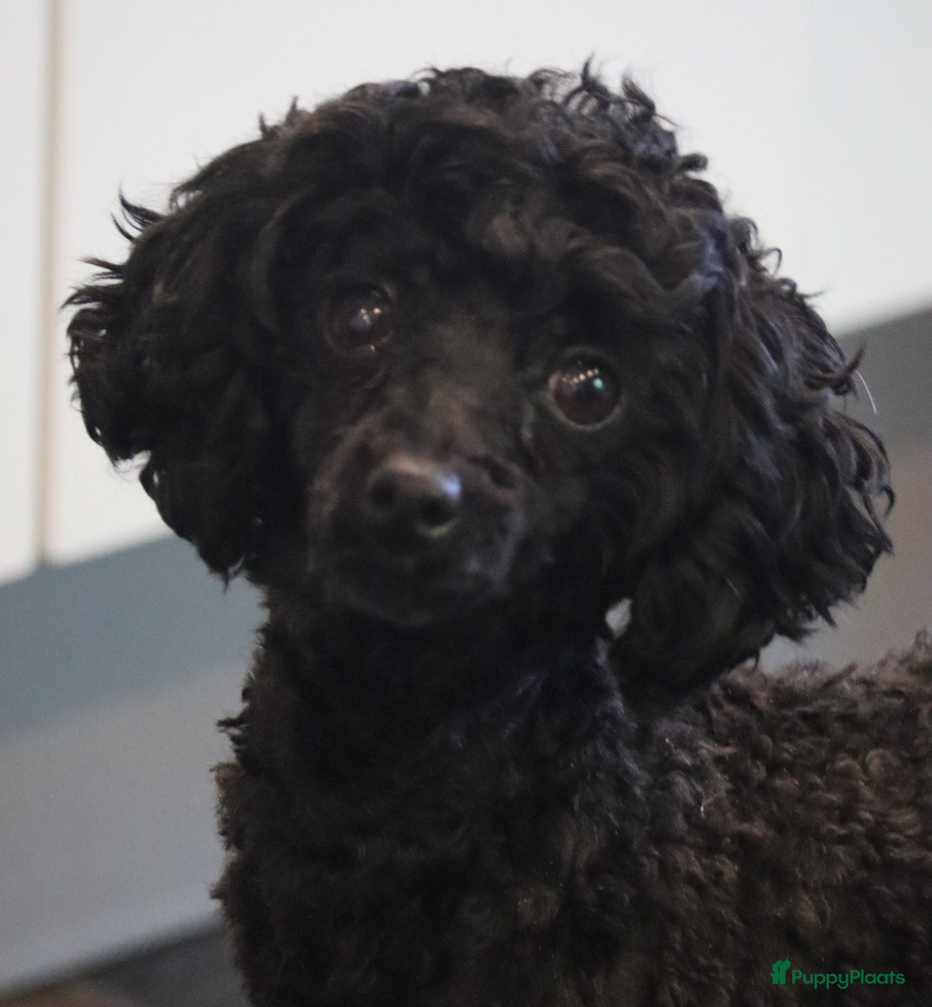 Poedel Toy honden Te verwachten: Toypoedel pups - Advertentie 2