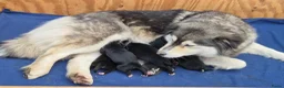 Kruising honden te koop: Pomsky x shiba inu (1/4) pups - Advertentie 10