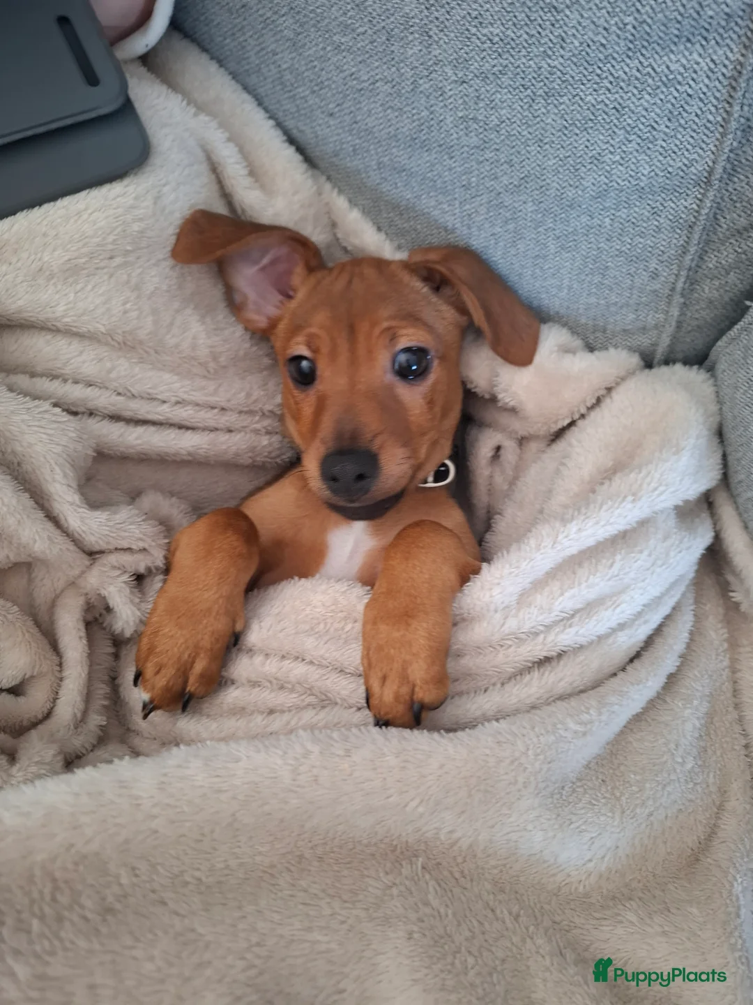 Kruising honden te koop: Lieve Jack Russell pup van 4 maand - Advertentie 3