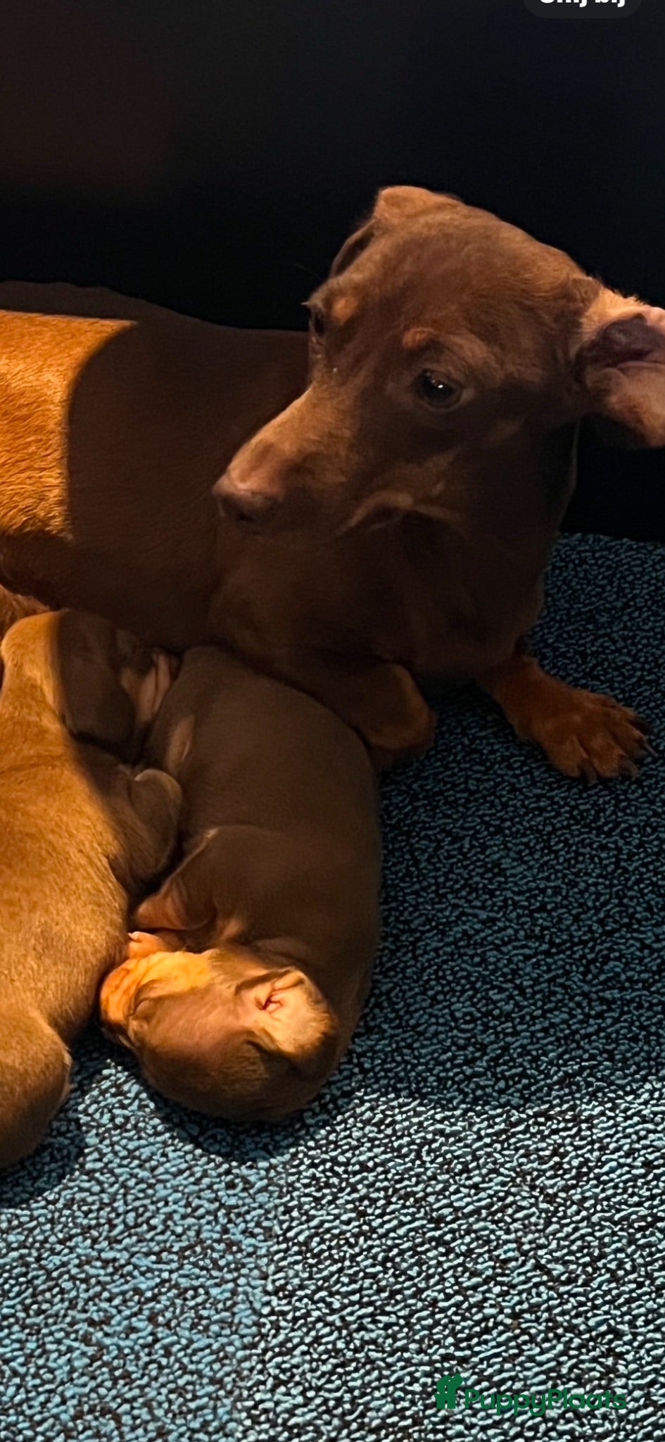 Teckel (korthaar)  honden Kaninchen x dwerg teckel - Advertentie 1