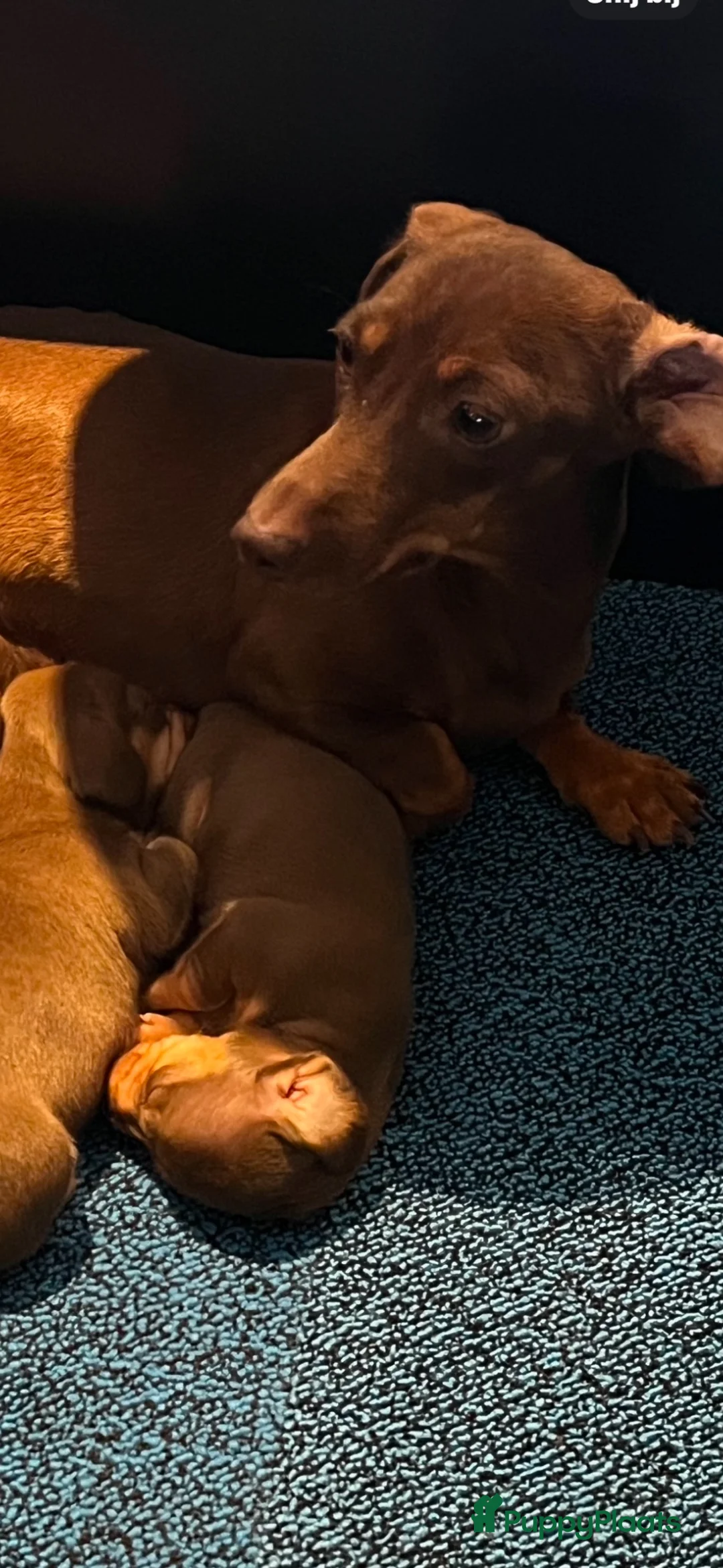 Teckel (korthaar)  honden te koop: Kaninchen x dwerg teckel - Advertentie 1