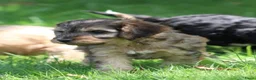 Cockapoo honden te koop: Knappe Cockapoo pups - Advertentie 1