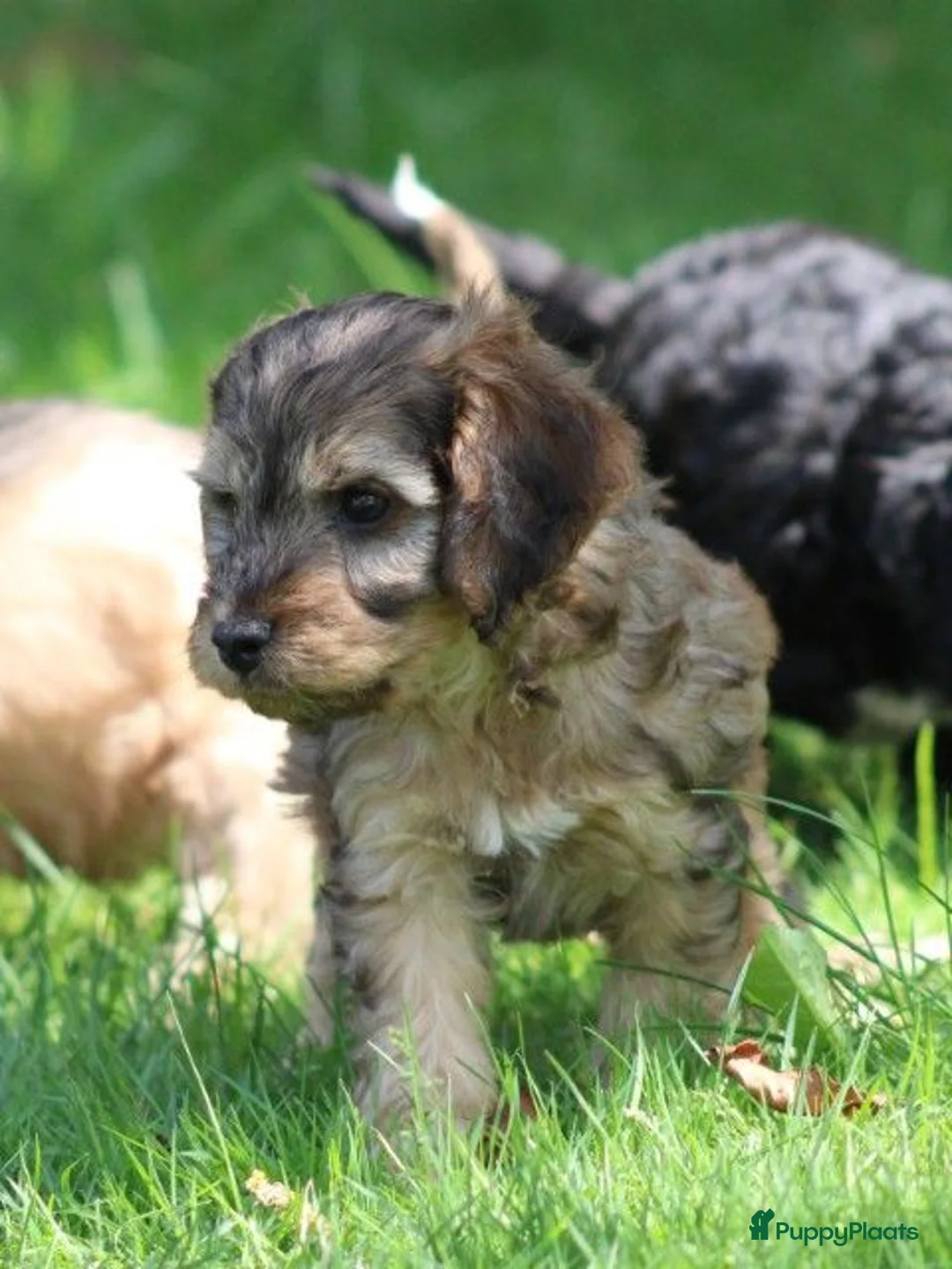 Cockapoo honden te koop: Knappe Cockapoo pups - Advertentie 1