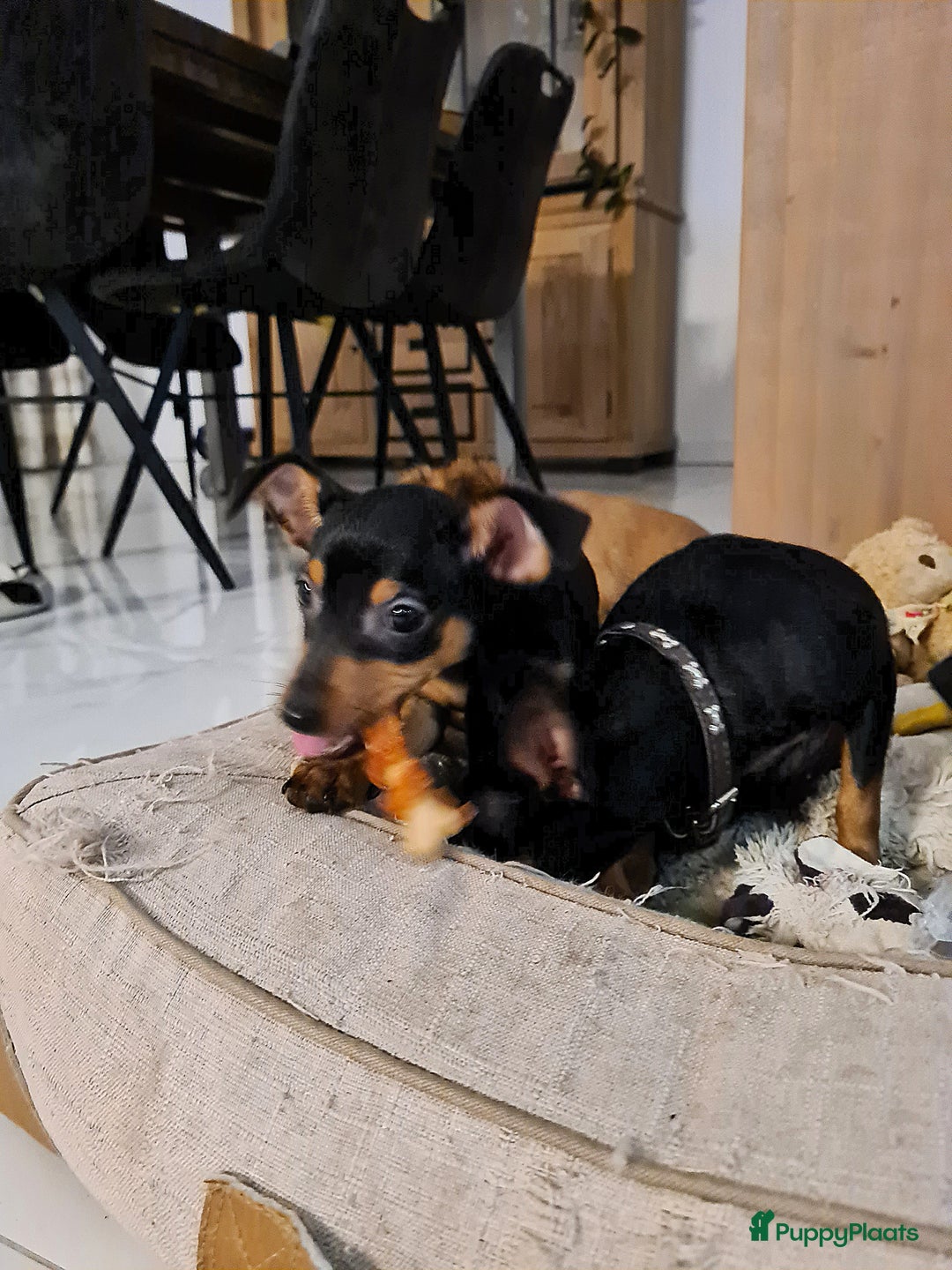 Praagse Rattler honden te koop: 100% Praagse Rattler Krysarik raszuivere puppy's  - Advertentie 2