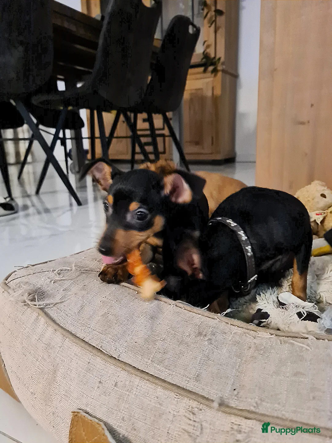 Praagse Rattler honden te koop: 100% Praagse Rattler Krysarik raszuivere puppy's  - Advertentie 2