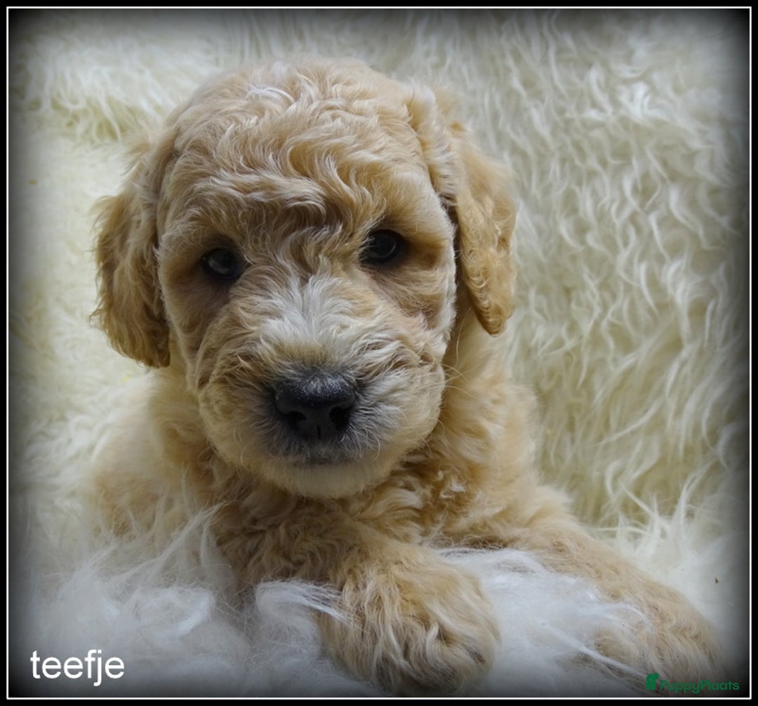 Labradoodle honden te koop: Labradoodle F4 medium pups - Advertentie 4