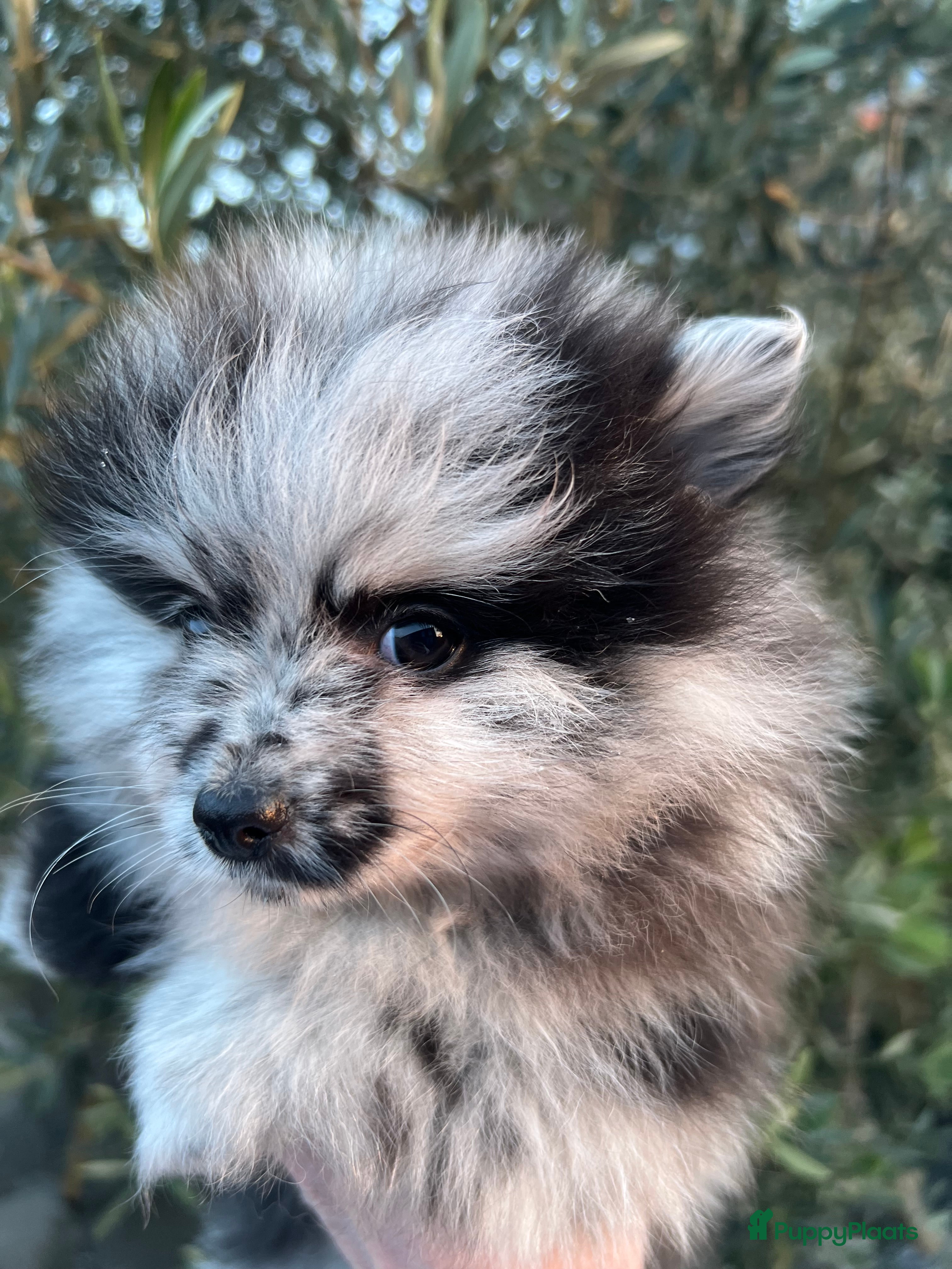 Pomeriaan honden Prachtige Pomeriaan pups  - Advertentie 15