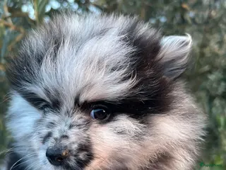 Pomeriaan honden Prachtige Pomeriaan pups - Advertentie 15