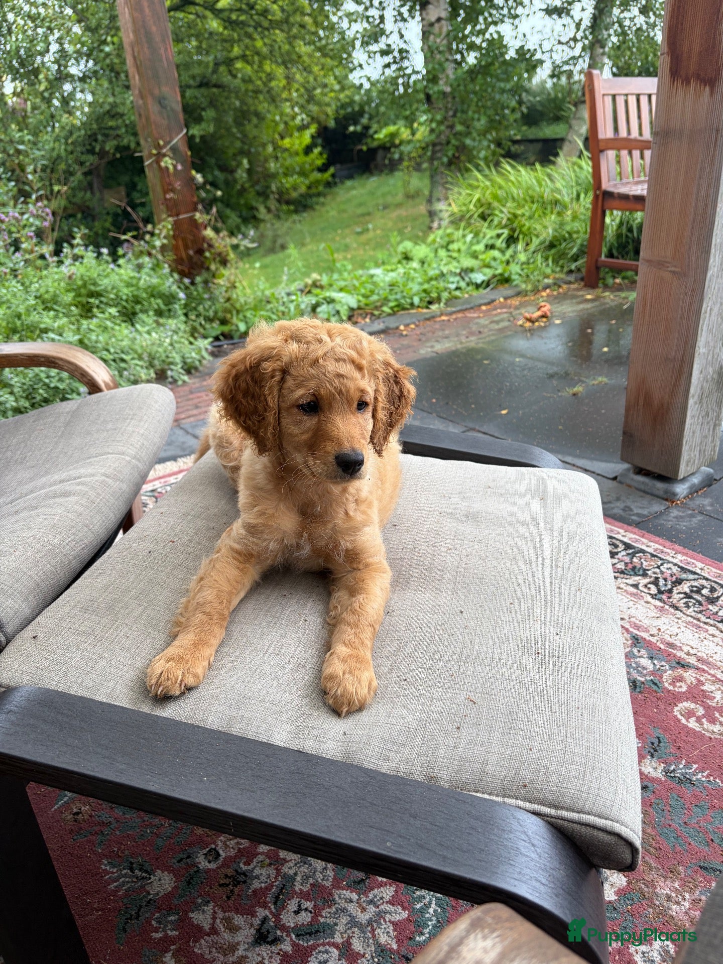 Labradoodle honden Medium labradoodel - Advertentie 8