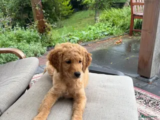 Labradoodle honden Medium labradoodel - Advertentie 8