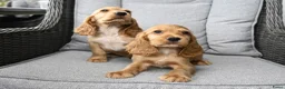 Engelse Cocker Spaniel honden te koop: Engelse Cocker Spaniel pups - Advertentie 5