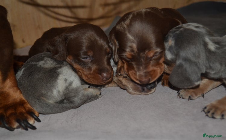 Teckel (korthaar)  honden - Advertentie 2