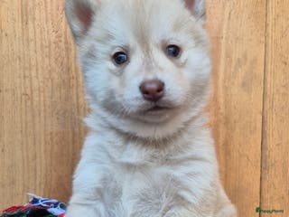 Kruising honden Pomsky x Shiba inu pups - Advertentie 4