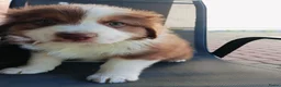Australian Shepherd honden te koop: Australian Shepherd pup - Advertentie 4