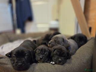 Cane Corso honden Prachtige CaneCorso's pups! - Advertentie 2