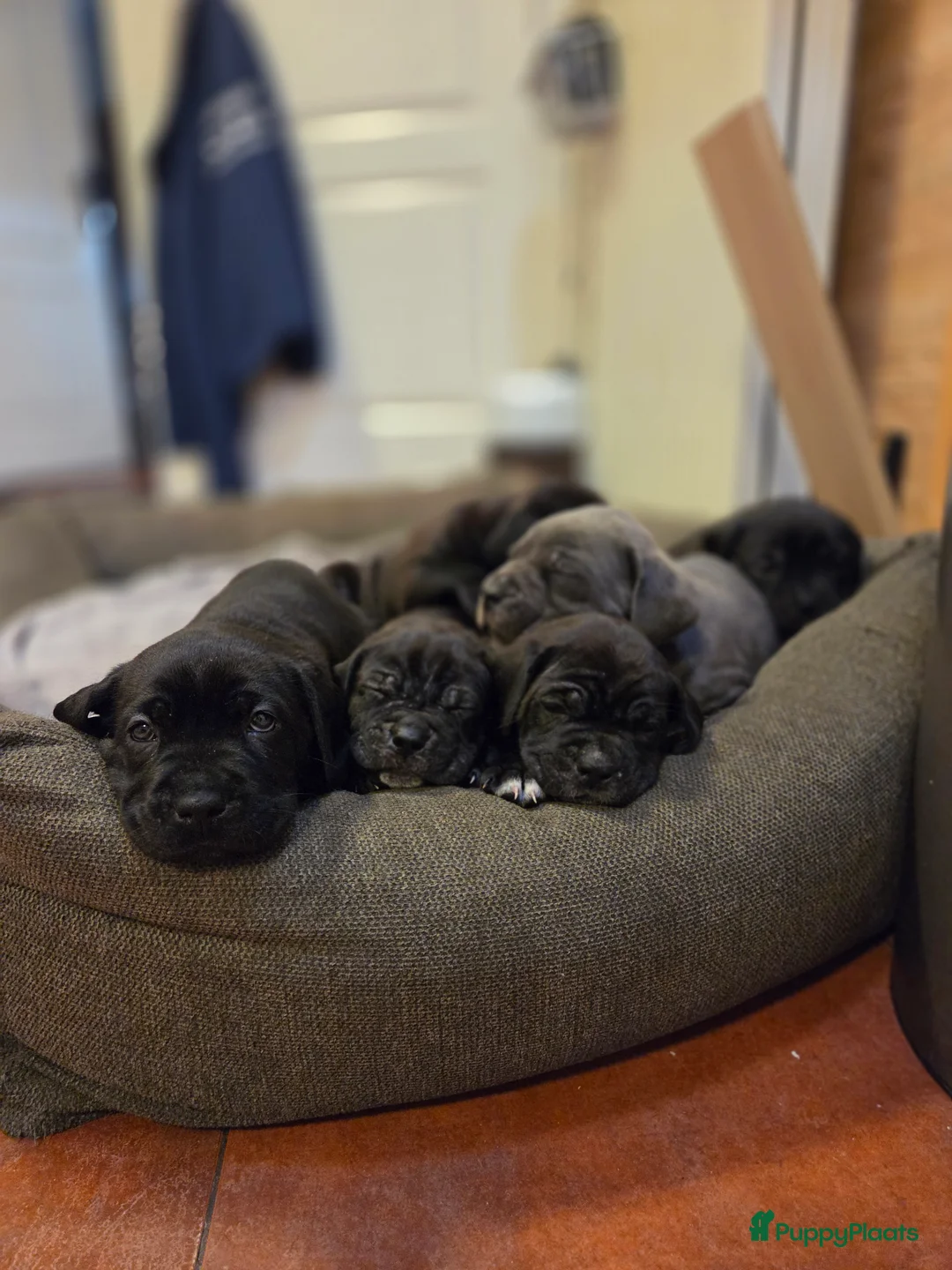 Cane Corso honden te koop: Prachtige CaneCorso's pups!  - Advertentie 1