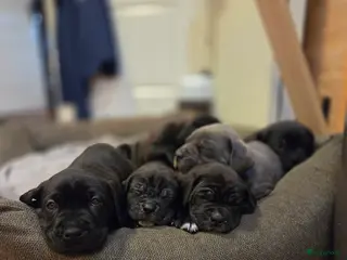 Cane Corso honden Prachtige CaneCorso's pups! - Advertentie 17