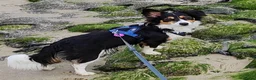 Kruising honden te koop: Prachtige pups. Kruising borderjack cavalier. - Advertentie 1