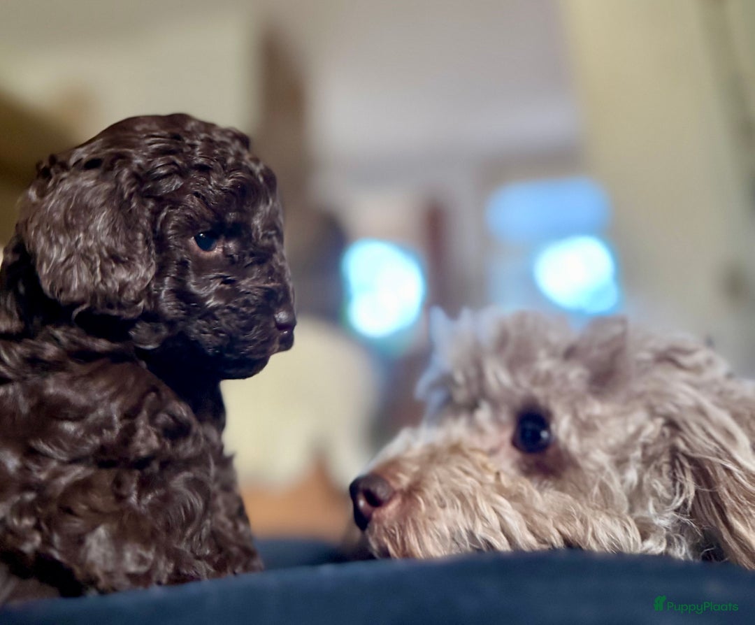Poedel Toy honden te koop: Schitterende choco toypoedel pups uit merle moeder - Advertentie 17