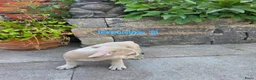 Franse Bulldog honden te koop: Mooie franse bulldog pups mogen nestje verlaten  - Advertentie 20