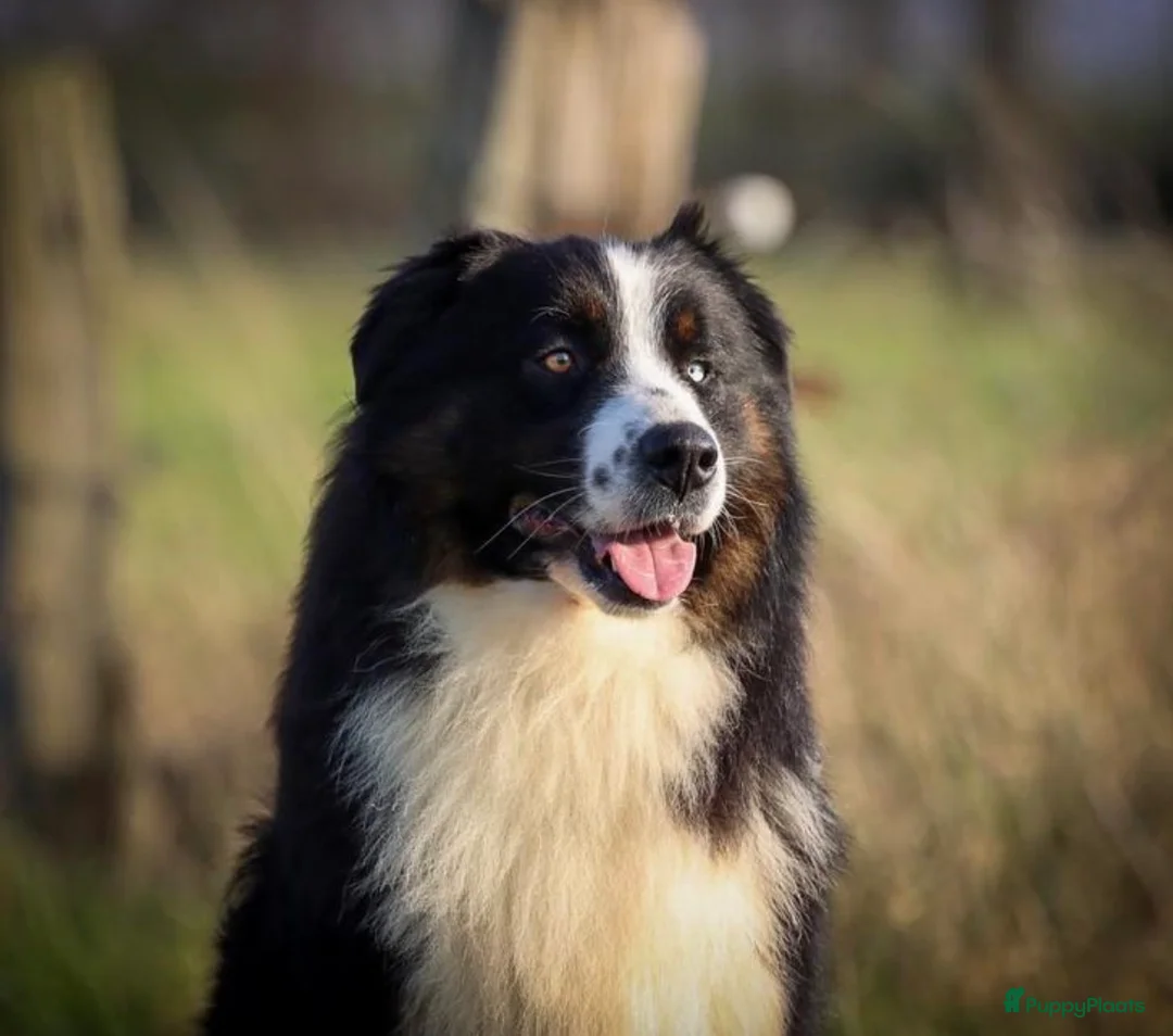 Australian Shepherd honden te koop: Australian shepherd pups  - Advertentie 9