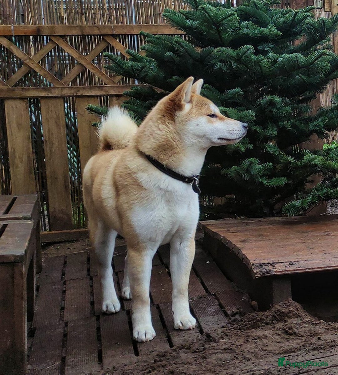Shiba honden te koop: Shiba teefje met stamboom - Afbeelding 26