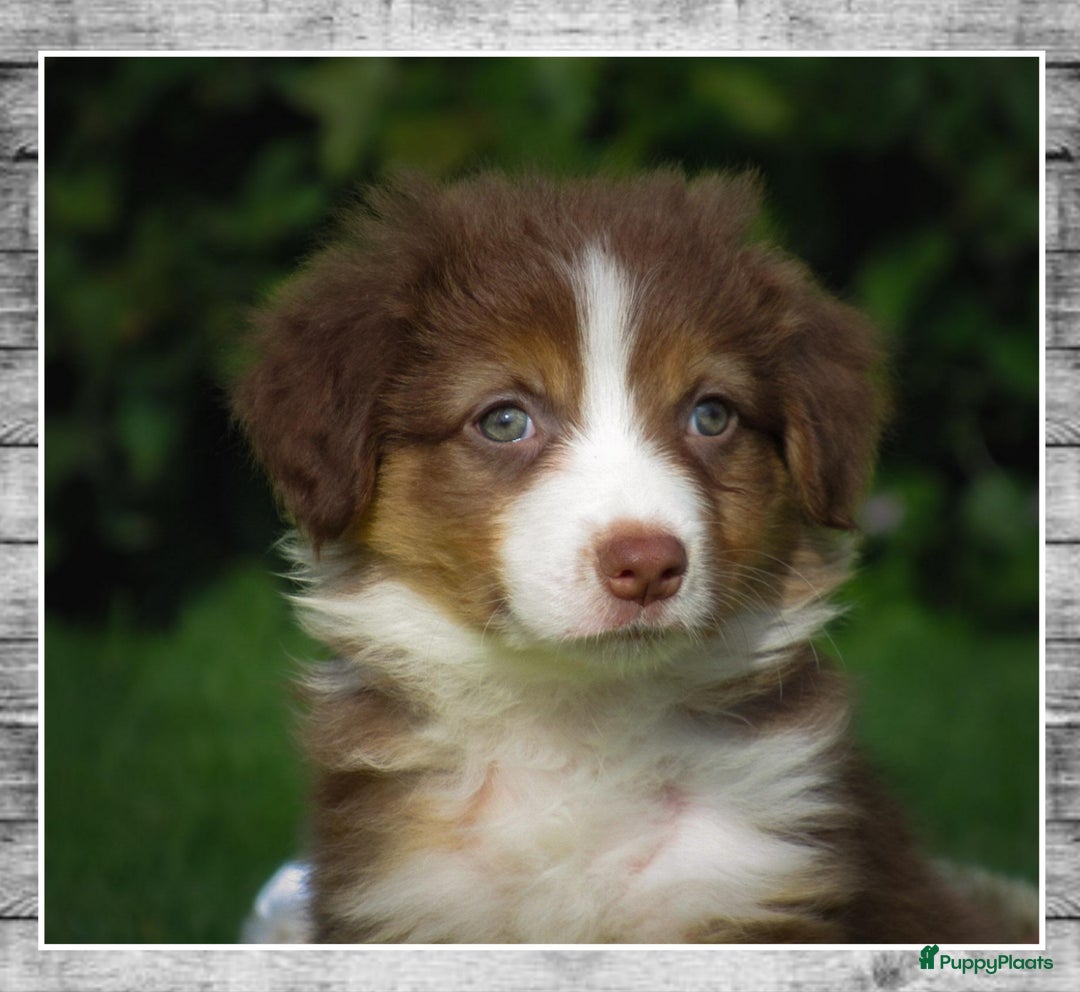 Australian Shepherd honden te koop: Prachtige Australian Shepherd pups te koop  - Afbeelding 8