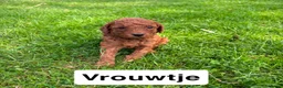 Goldendoodle honden te koop: Goldendoodles F1B - Advertentie 4