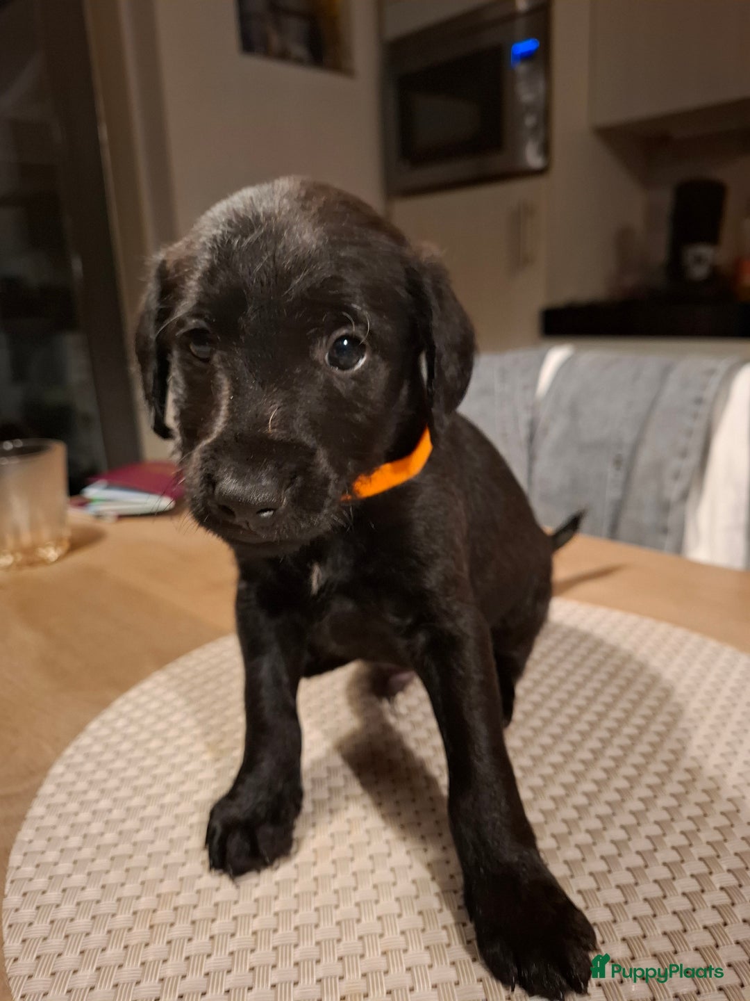 Kruising honden te koop: Foxdoodle puppies te koop (Foodle) - Advertentie 3