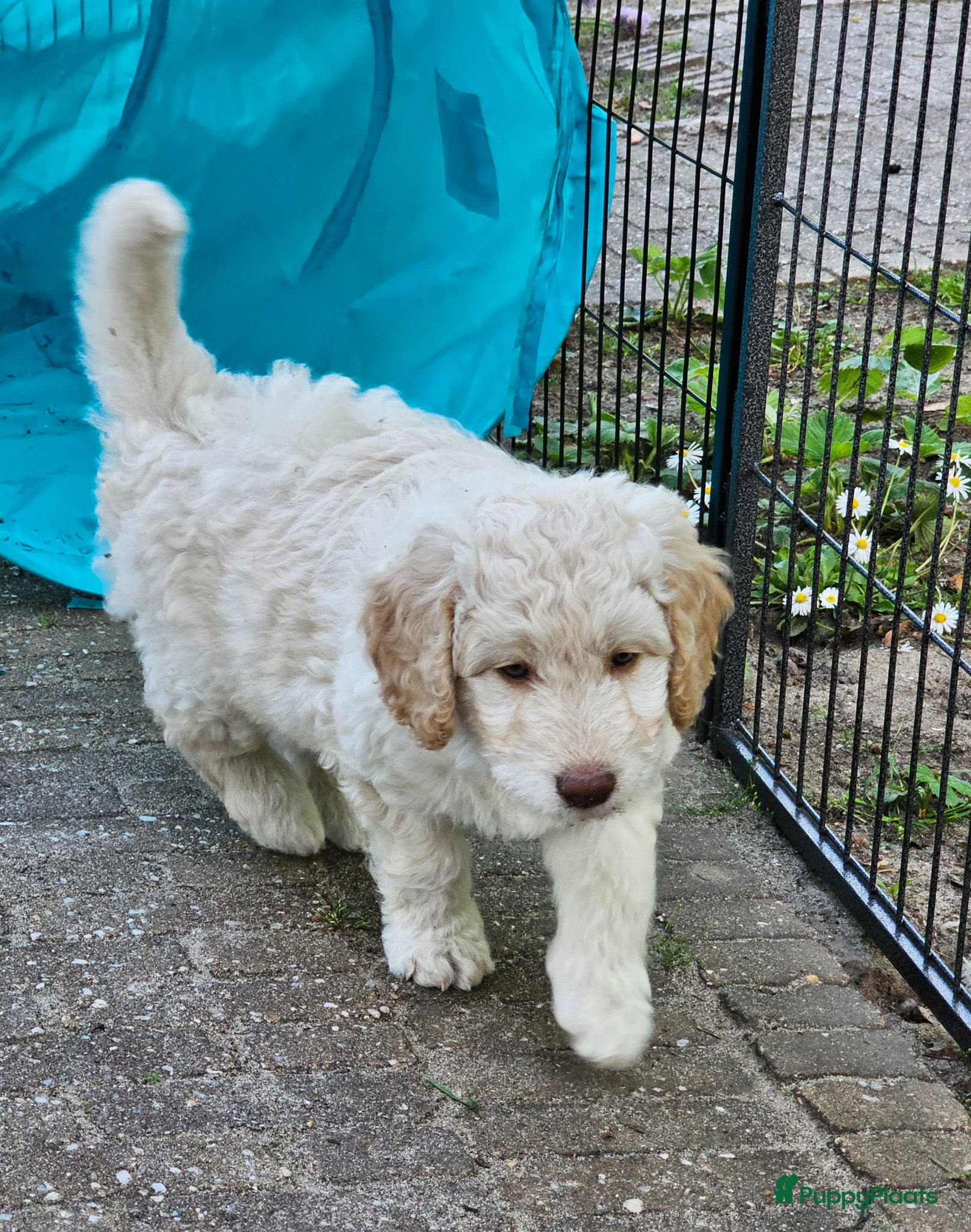 Kruising honden Nog 1 wit medium doodle teefje 🩷🐾🩷 - Advertentie 2