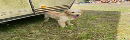 Kruising honden te koop: Mooie goldendoodles. - Advertentie 4