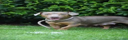 Jack Russel Terriër honden te koop: lieve pups zoeken een nieuw huisje - Advertentie 26