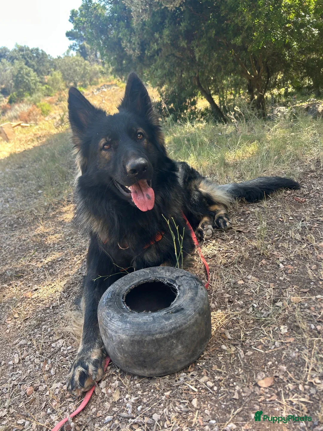 Duitse Herder honden te koop: Bruno (1,5 jr) zoekt een nieuw thuis in Putten - Advertentie 1