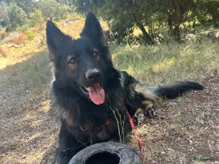 Duitse Herder honden Bruno (1,5 jr) zoekt een nieuw thuis - Advertentie 4
