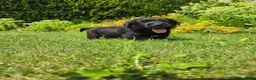 Labrador Retriever honden te koop: Prachtig zwart labrador reutje ! ♥ - Advertentie 25