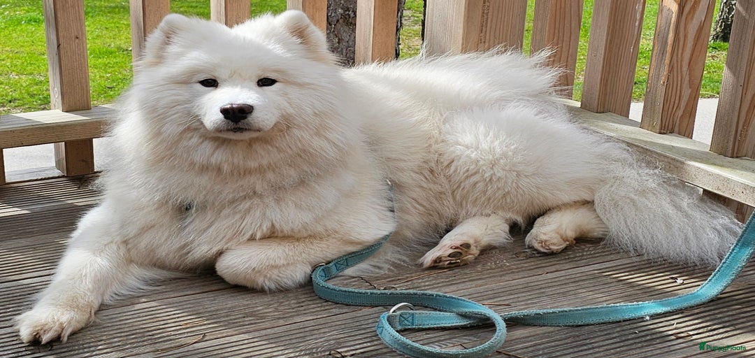 Galerij afbeelding {{count}}