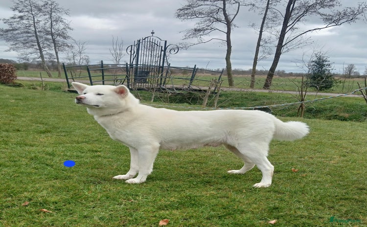 Akita honden - Advertentie 1