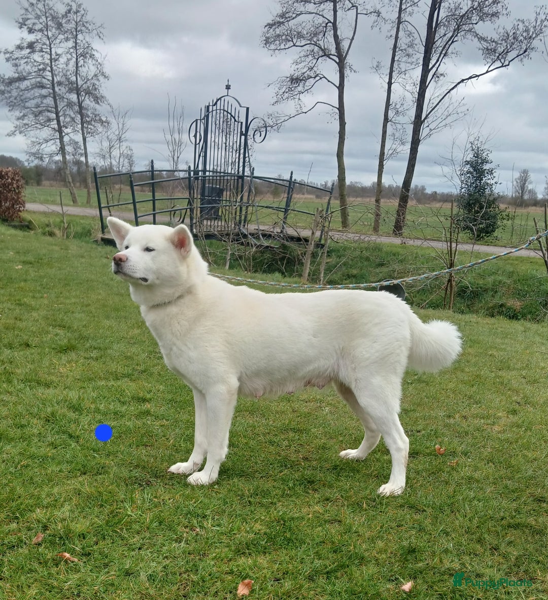 Akita honden te koop: Zeldzaam mooie witte japanse akita pups - Advertentie 1