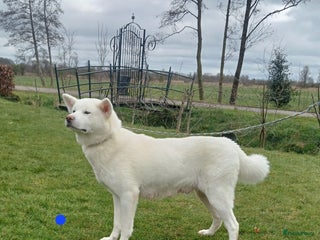 Akita honden Zeldzaam mooie witte japanse akita pups - Advertentie 13