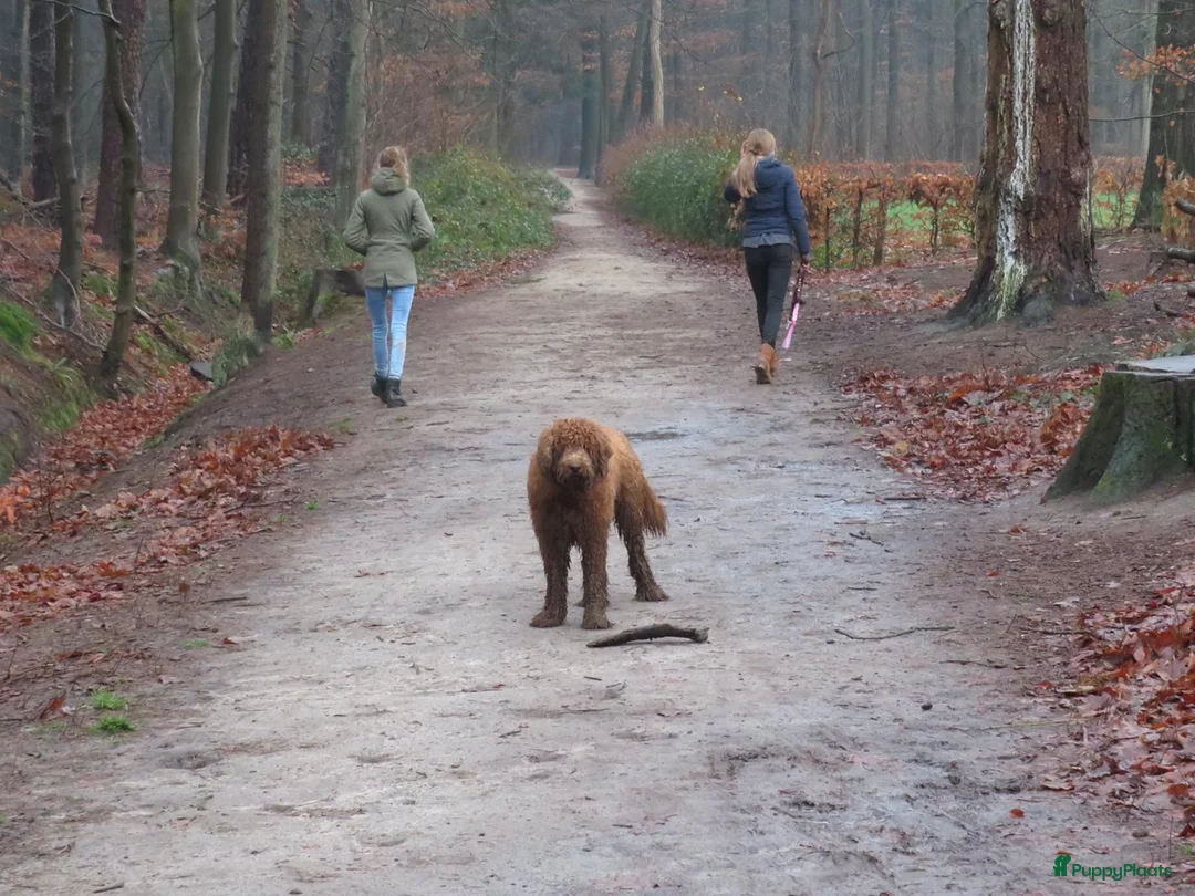 Labradoodle honden ter dekking: KNAPPE AUSTRALIAN LABRADOODLE DEKREU in Breda - Advertentie 23