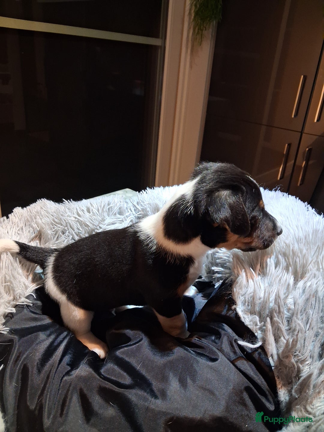 Jack Russel Terriër honden te koop: Jack russelpups opgevoed in gezin met 2 kids - Advertentie 9