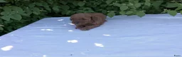Poedel honden te koop: Toypoedel pups / dwergpoedel pups - Advertentie 4
