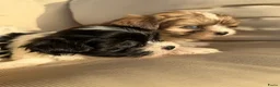 Kruising honden te koop: Prachtige boomer pups  - Advertentie 16