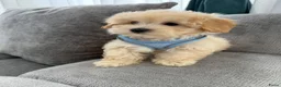Maltipoo honden te koop: Mini maltipoo pups thuis geboren en grootgebracht - Advertentie 16