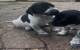 Duitse Staande Hond Korthaar honden te koop: Duitse staande korthaar pups - Afbeelding 4